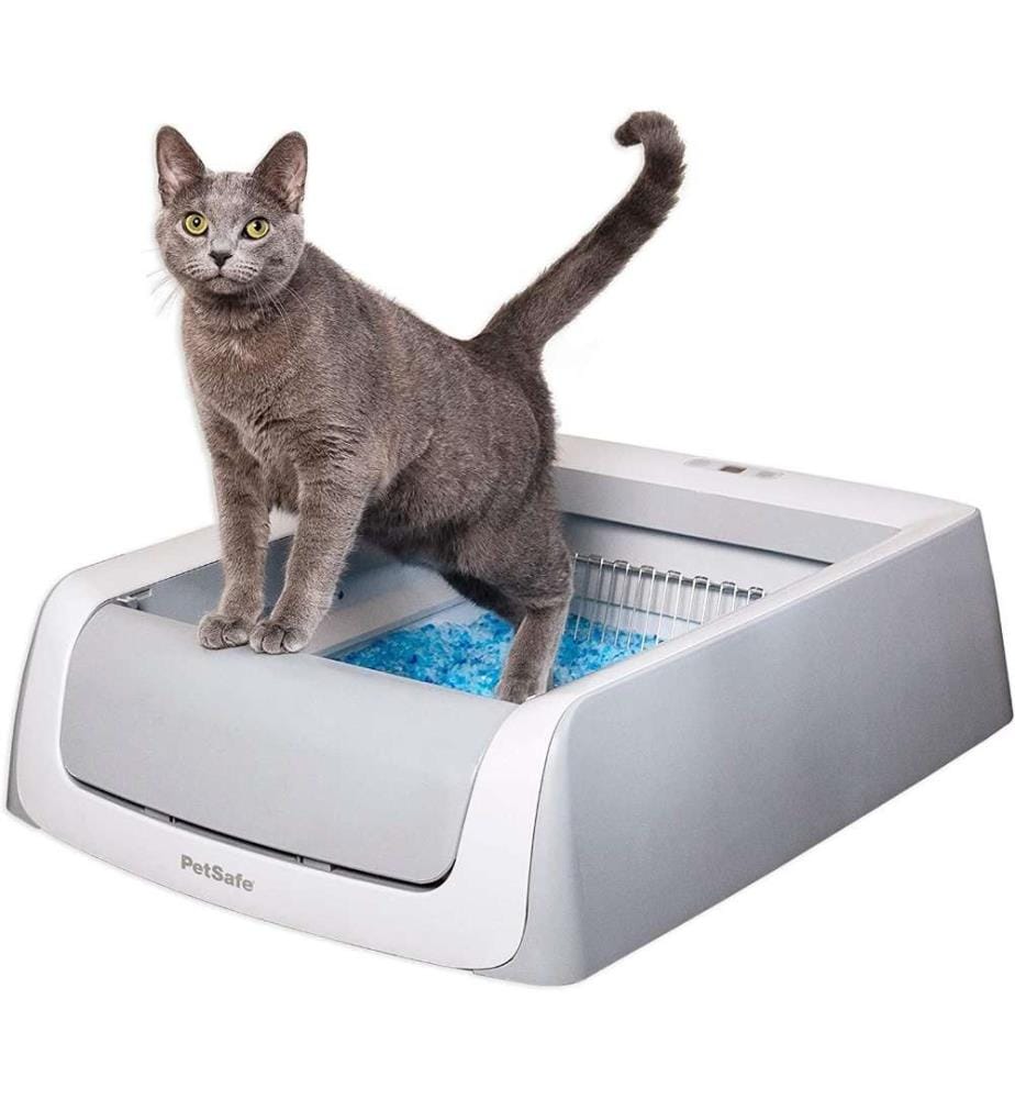 Cat box while pregnant top